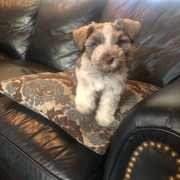 Meet your Posher, Vickie - Picture 3 of 5